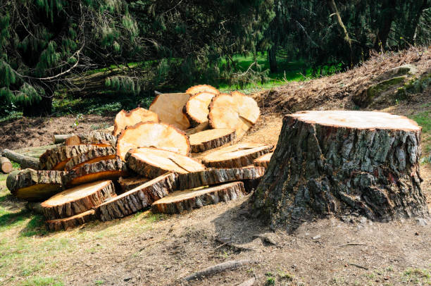 Best Tree Maintenance Programs  in Clyde Hill, WA